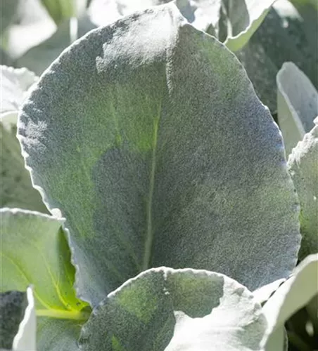 Senecio candidans 'Angel Wings'  Senecio candidans 'Angel Wings'