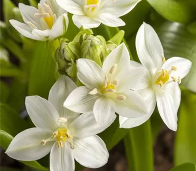 Weißer Dolden-Milchstern 