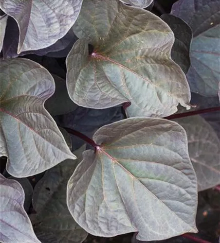 Zier-Süßkartoffel 'Black Heart'