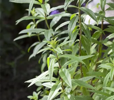 Zitronenverbene 'Freshman' Zitronenverbene 'Freshman'