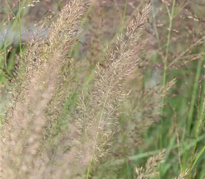 Calamagrostis brachytricha Calamagrostis brachytricha