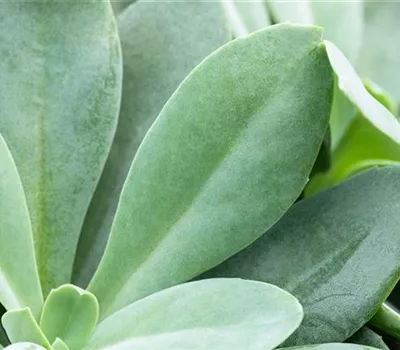 Senecio i.S. Senecio i.S.
