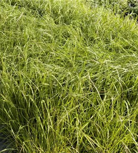 Eragrostis trivhodes