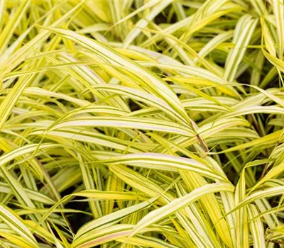 Hekonechloa Hekonechloa