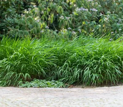 Hakonechloa macra 'Nicolas' Hakonechloa macra 'Nicolas'