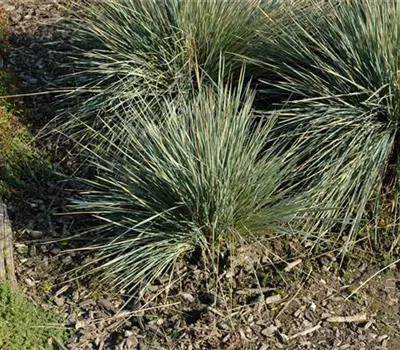 Helictotrichon sempervirens 'Saphirsprudel' Helictotrichon sempervirens 'Saphirsprudel'