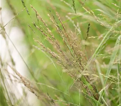Molinia arund. 'Karl Förster'  Molinia arund. 'Karl Förster'