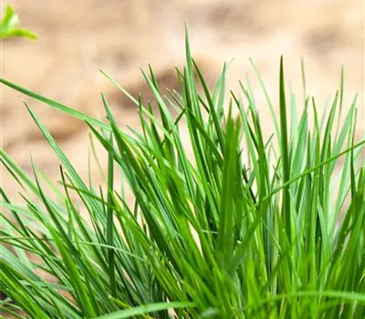 Molinia caerulea Molinia caerulea