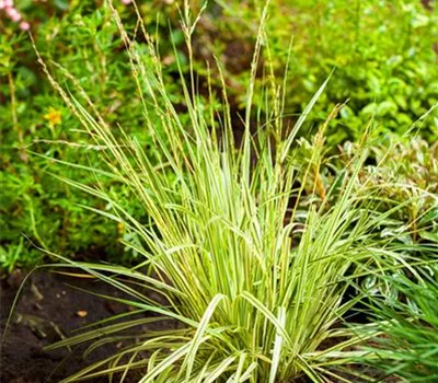 Molinia caerulea 'Variegata' Molinia caerulea 'Variegata'