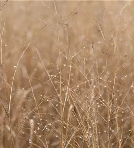 Panicum virgatum i.S.
