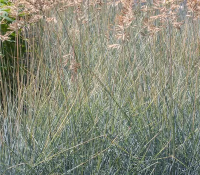 Blau-Schwingel Blau-Schwingel