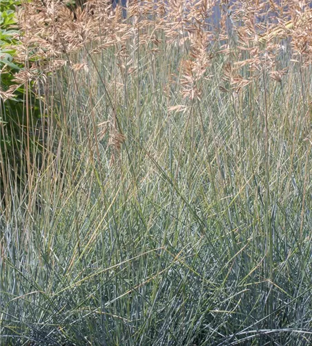 Blau-Schwingel Blau-Schwingel