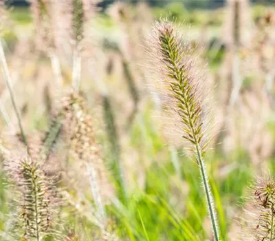 Pennisetum alopecuroides 'Hameln' Pennisetum alopecuroides 'Hameln'