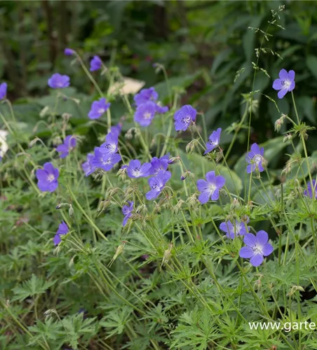 Geranium pratense 'Brookside' Geranium pratense 'Brookside'