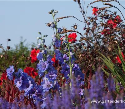 Rittersporn 'Secret'