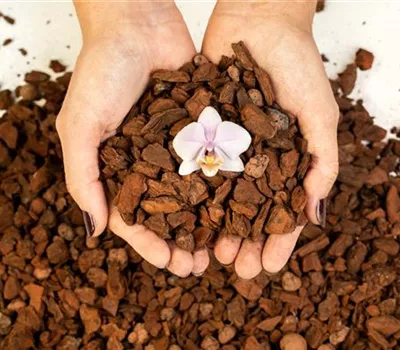 Orchideenerde Orchideenerde