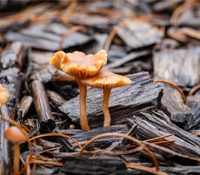 Rindenmulch lose Rindenmulch lose