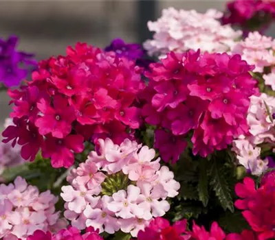 Die Verbene – schön und nützlich zugleich