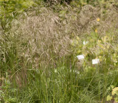 Garten-Schmiele 'Schottland'