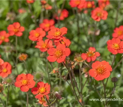 Garten-Nelkenwurz 'Borisii' Garten-Nelkenwurz 'Borisii'