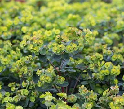 Mandelblättrige Garten-Wolfsmilch 'Purpurea' Mandelblättrige Garten-Wolfsmilch 'Purpurea'