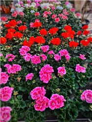 Tag der offenen Gärtnerei 