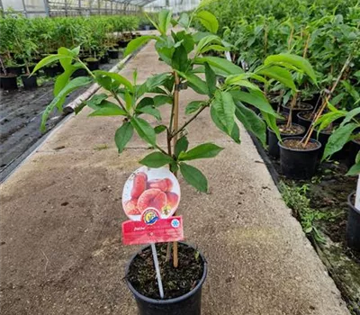 Tellerpfirsich 'Fruit Me® Peach Me Donut'