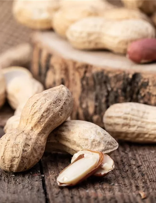 Erdnüsse im eigenen Garten 