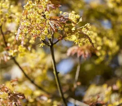 Acer platanoides 'Globosum' Acer platanoides 'Globosum'