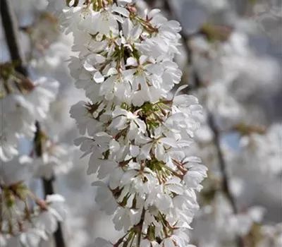Prunus subhirtella 'Pendula'