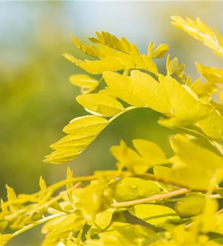 Gleditsia triacanthos 'Sunburst' Gleditsia triacanthos 'Sunburst'
