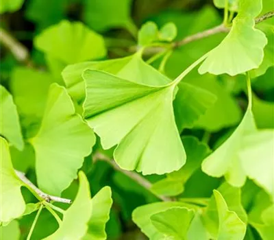 Ginkgo biloba 'Fastigiata'  Ginkgo biloba 'Fastigiata'
