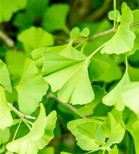 Ginkgo biloba 'Fastigiata' 
