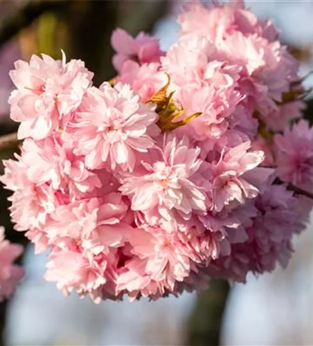 Prunus serrulata 'Kanzan'