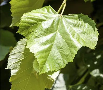 Tilia tomentosa