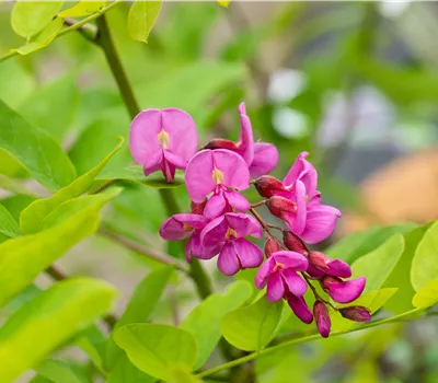 Robinia 'Casque Rouge'