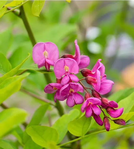 Robinia 'Casque Rouge'