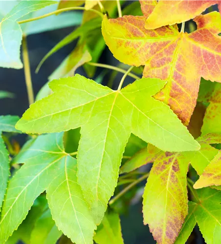 Liquidambar styraciflua 'Slender Silhouette'
