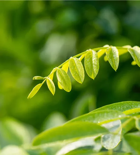 Robinia pseudoacacia 'Umbraculifera'