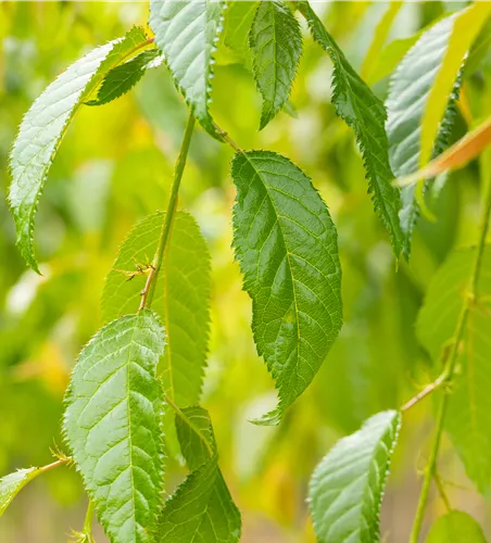 Prunus serrulata 'Kiku-shidare-zakura'