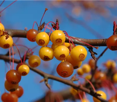Malus coccinella