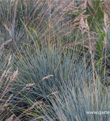 Blau-Schwingel Blau-Schwingel