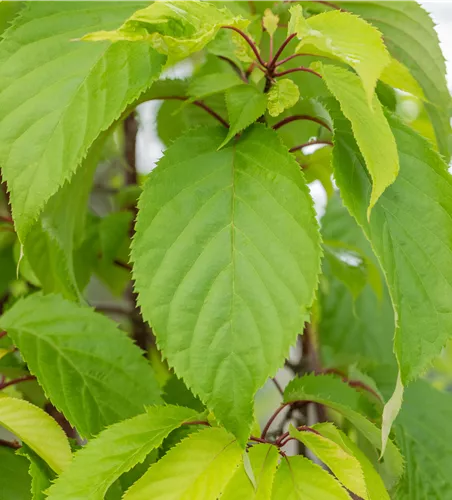Prunus sargentii 'Accolade'