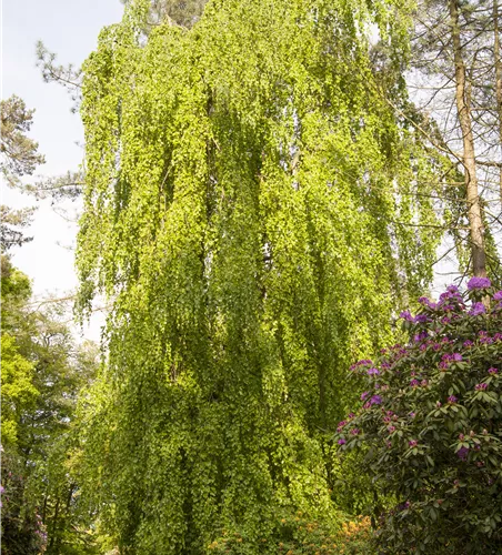 Fagus sylvatica Pendula