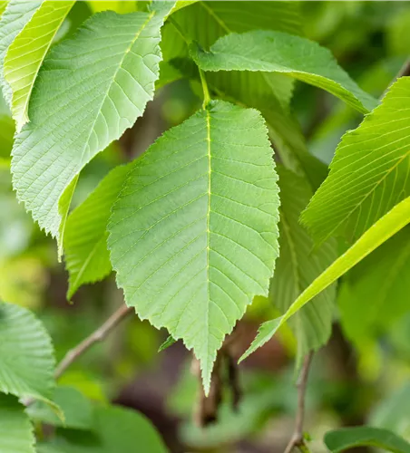 Ulmus glabra 'Pendula'