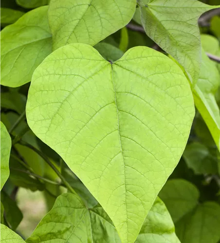 Catalpa bignonioides
