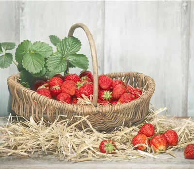 Fragaria × ananassa 'Mieze Schindler'