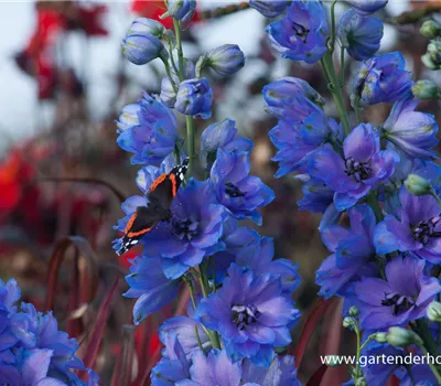 Rittersporn 'Starlight'