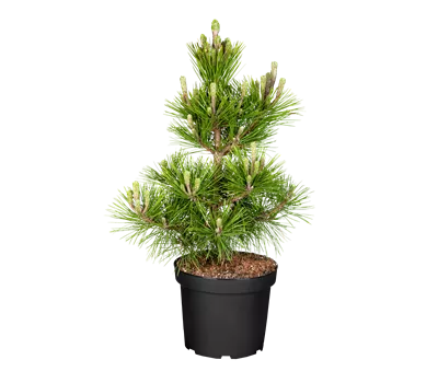 Pinus thunbergii 'Maijima' Pinus thunbergii 'Maijima'