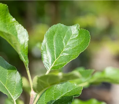 Malus 'Santana' -S- CAC Malus 'Santana' -S- CAC